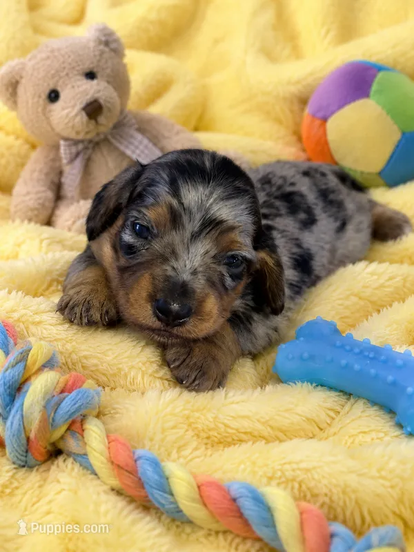 Quick – Miniature Dachshund puppy for sale in New Port Richey, FL