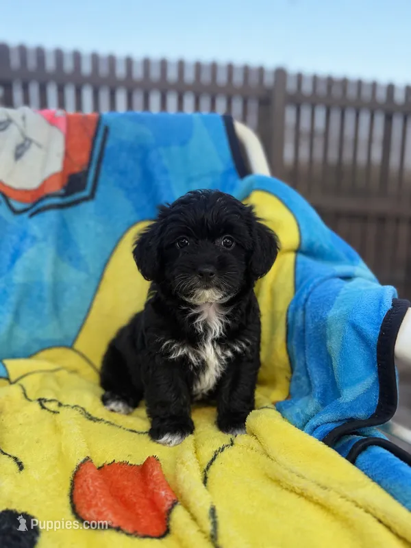 Karter – Yorkipoo, Poodle - Toy  puppy for sale in New Port Richey, FL