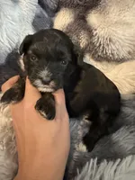 Tate, a female Shihpoo for sale in New Port Richey, FL – Photo 1 of 2