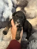 Tate, a female Shihpoo for sale in New Port Richey, FL – Photo 2 of 2