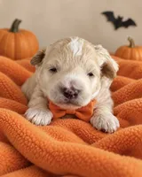 Brady, a female Maltipoo for sale in New Port Richey, FL – 2 of 2
