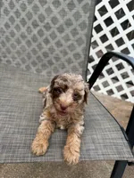 Clarice, a male Miniature Bernedoodle for sale in New Port Richey, FL – 3 of 3