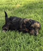 Taylah, a female Miniature Bernedoodle for sale in New Port Richey, FL – 5 of 5