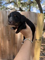 Flick AKC, a male Miniature Dachshund for sale in New Port Richey, FL – 5 of 6