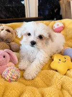 Lincoln , a male Maltese for sale in New Port Richey, FL – 2 of 3