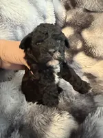 Tiffany, a female Shihpoo for sale in New Port Richey, FL – Photo 1 of 4