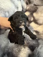 Tiffany, a female Shihpoo for sale in New Port Richey, FL – Photo 2 of 4