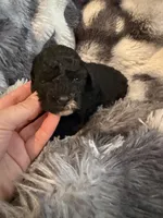 Tiffany, a female Shihpoo for sale in New Port Richey, FL – Photo 3 of 4