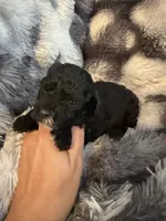 Tiffany, a female Shihpoo for sale in New Port Richey, FL – Photo 4 of 4