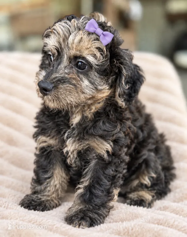 Taylah Micro Mini – Miniature Bernedoodle puppy for sale in New Port Richey, FL