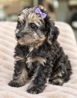 Taliyah, a female Miniature Bernedoodle for sale in New Port Richey, FL – 5 of 8