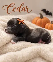 Cedar, a female Miniature Aussiedoodle for sale in New Port Richey, FL – 2 of 2