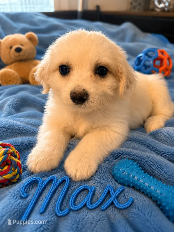 Max – Morkie puppy for sale in New Port Richey, FL