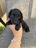 Alexander , a male Miniature Dachshund for sale in New Port Richey, FL – Photo 2 of 9
