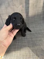 Alexander , a male Miniature Dachshund for sale in New Port Richey, FL – Photo 8 of 9