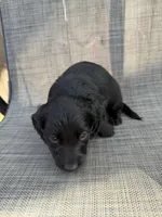 Alexander , a male Miniature Dachshund for sale in New Port Richey, FL – Photo 9 of 9