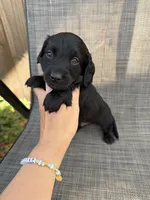 Alexander , a male Miniature Dachshund for sale in New Port Richey, FL – Photo 7 of 9
