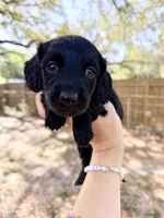 Alexander , a male Miniature Dachshund for sale in New Port Richey, FL – Photo 1 of 9