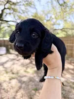 Alexander , a male Miniature Dachshund for sale in New Port Richey, FL – Photo 5 of 9