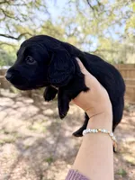 Alexander , a male Miniature Dachshund for sale in New Port Richey, FL – Photo 4 of 9