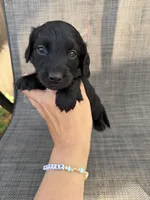 Alexander , a male Miniature Dachshund for sale in New Port Richey, FL – Photo 6 of 9