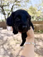 Alexander , a male Miniature Dachshund for sale in New Port Richey, FL – Photo 3 of 9