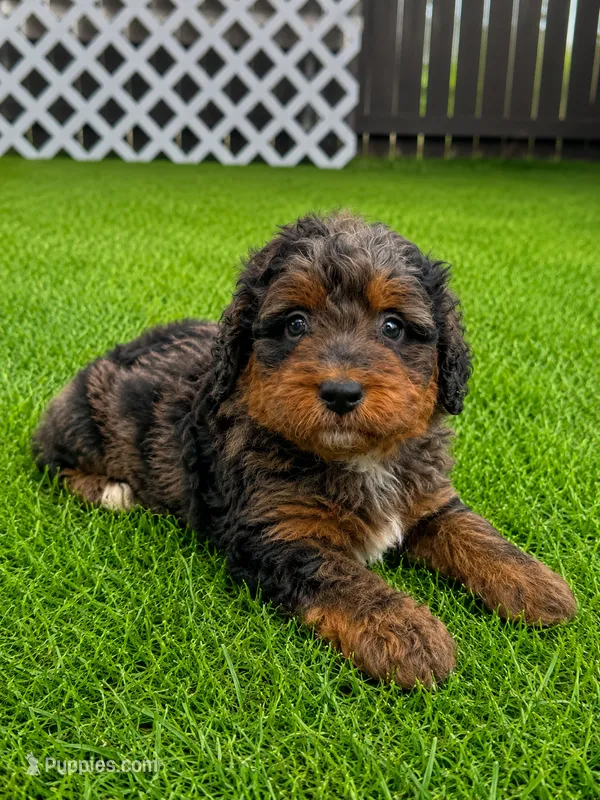 Cosmo F1bb – Miniature Bernedoodle puppy for sale in New Port Richey, FL