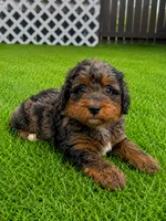 Cosmo F1bb, a male Miniature Bernedoodle for sale in New Port Richey, FL – 1 of 3