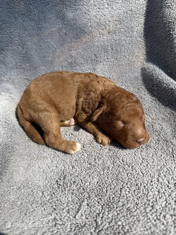 Gus – Miniature Goldendoodle puppy for sale in New Port Richey, FL