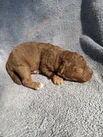Gus, a male Miniature Goldendoodle for sale in New Port Richey, FL – 7 of 7