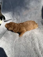 Gus, a male Miniature Goldendoodle for sale in New Port Richey, FL – 2 of 7