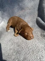 Gus, a male Miniature Goldendoodle for sale in New Port Richey, FL – 6 of 7