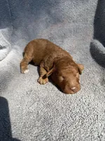 Gus, a male Miniature Goldendoodle for sale in New Port Richey, FL – 4 of 7