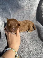 Gus, a male Miniature Goldendoodle for sale in New Port Richey, FL – 3 of 7