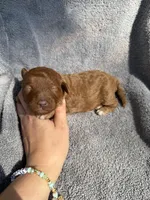 Gus, a male Miniature Goldendoodle for sale in New Port Richey, FL – 5 of 7