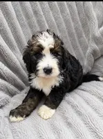 Simon, a male Bernedoodle for sale in New Port Richey, FL – 4 of 4