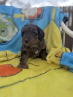 Cosmo F1bb, a male Miniature Bernedoodle for sale in New Port Richey, FL – 2 of 3