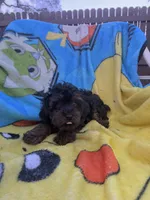 Kingsley , a male Yorkipoo for sale in New Port Richey, FL – 5 of 6