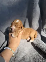 Emmett, a male Miniature Goldendoodle for sale in New Port Richey, FL – 6 of 9