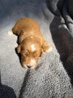 Emmett, a male Miniature Goldendoodle for sale in New Port Richey, FL – 9 of 9