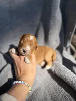 Emmett, a male Miniature Goldendoodle for sale in New Port Richey, FL – 4 of 9