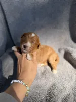 Emmett, a male Miniature Goldendoodle for sale in New Port Richey, FL – 2 of 9