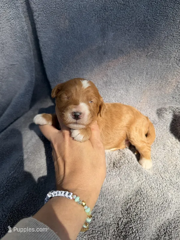 Emmett – Miniature Goldendoodle puppy for sale in New Port Richey, FL