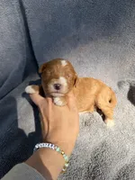 Emmett, a male Miniature Goldendoodle for sale in New Port Richey, FL – 1 of 9