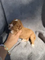 Emmett, a male Miniature Goldendoodle for sale in New Port Richey, FL – 3 of 9