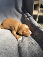 Emmett, a male Miniature Goldendoodle for sale in New Port Richey, FL – 7 of 9