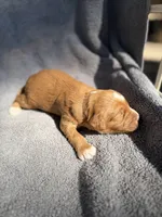 Emmett, a male Miniature Goldendoodle for sale in New Port Richey, FL – 5 of 9
