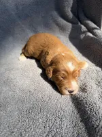 Emmett, a male Miniature Goldendoodle for sale in New Port Richey, FL – 8 of 9