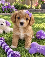 Tia Micro Mini, a female Miniature Bernedoodle for sale in New Port Richey, FL – 1 of 2