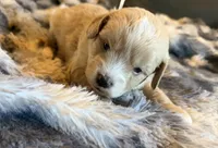 Valentino, a male Miniature Goldendoodle for sale in New Port Richey, FL – Photo 1 of 3